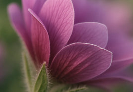 Macro view of pink flower petals with soft garden bokeh and a faint luminous seam along a sharp petal edge.