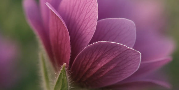 Macro view of pink flower petals with soft garden bokeh and a faint luminous seam along a sharp petal edge.