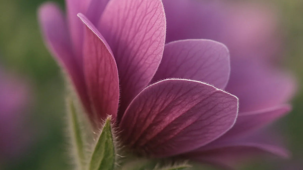 Macro view of pink flower petals with soft garden bokeh and a faint luminous seam along a sharp petal edge.