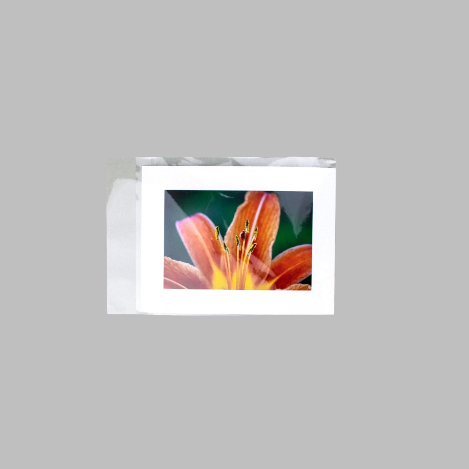 Clear bagged photo print inside a transparent protective sleeve